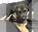 Small Photo #3 German Shepherd Dog Puppy For Sale in HOUSTON, TX, USA