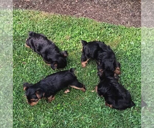 Medium Photo #2 Yorkshire Terrier Puppy For Sale in ECONOMY, IN, USA