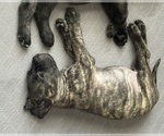 Puppy Camo Mastiff