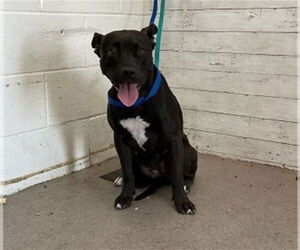 Medium American Pit Bull Terrier