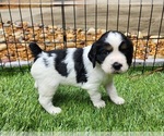 Puppy Sherlock English Springer Spaniel