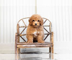 Small Photo #2 Poodle (Toy) Puppy For Sale in WARSAW, IN, USA