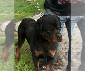 Rottweiler Puppy for sale in ARVADA, CO, USA