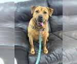 Small #4 Chinese Shar-Pei-Labrador Retriever Mix