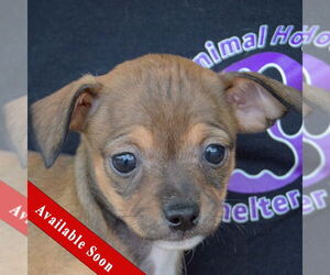 Italian Greyhuahua Dogs for adoption in Huntley, IL, USA