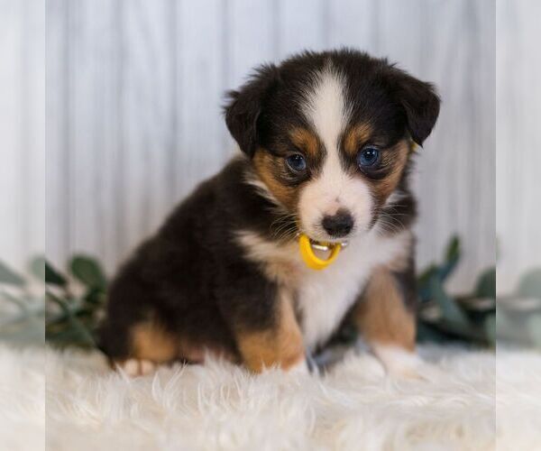 Medium Photo #4 Miniature Australian Shepherd Puppy For Sale in REBERSBURG, PA, USA