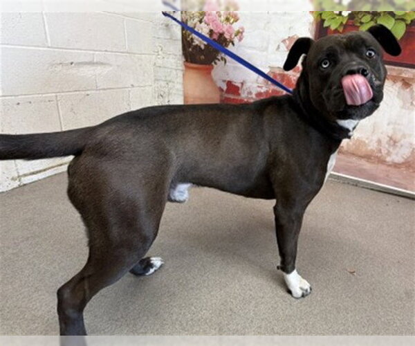Medium Photo #1 Mutt Puppy For Sale in San Bernardino, CA, USA
