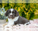 Puppy Darcy Cocker Spaniel