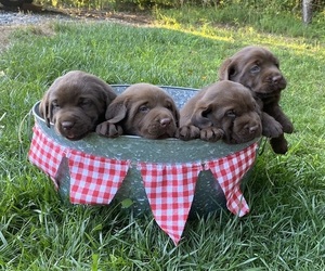 Labrador Retriever Puppy for sale in RUTHERFORDTON, NC, USA