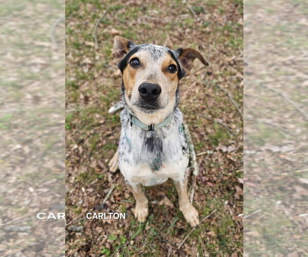 Medium Photo #2 Mutt Puppy For Sale in Garden City, NY, USA