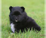 Small #6 Pomeranian