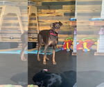 Small #1 Doberman Pinscher