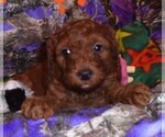 Small Photo #15 Poodle (Standard) Puppy For Sale in CLATSKANIE, OR, USA