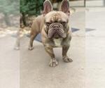 Small French Bulldog