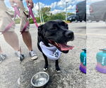 Small #15 American Pit Bull Terrier Mix