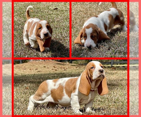 Medium Photo #1 Basset Hound Puppy For Sale in DOUGLAS, GA, USA