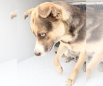 Small Siberian Husky Mix