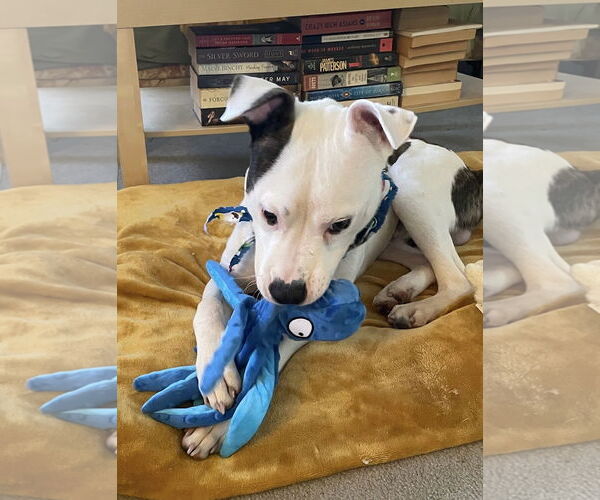 Medium Photo #4 Mutt Puppy For Sale in Alexandria, VA, USA