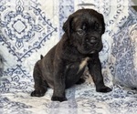 Image preview for Ad Listing. Nickname: Meka