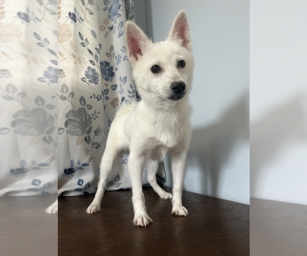 Medium Photo #16 Alaskan Klee Kai Puppy For Sale in DURHAM, CT, USA