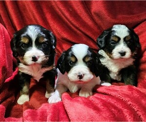 Bernese Mountain Dog Litter for sale in APPLETON, WI, USA