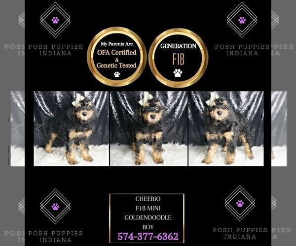 Medium Photo #107 Goldendoodle (Miniature) Puppy For Sale in WARSAW, IN, USA