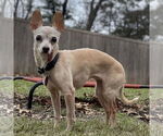Small #4 Chihuahua