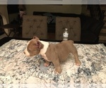Small Photo #1 American Bully Puppy For Sale in COLTON, CA, USA