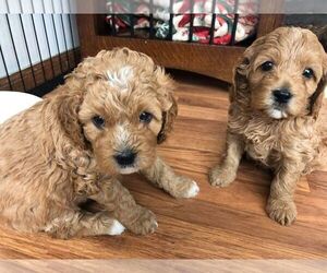 Cavapoo Puppy for sale in ADRIAN, MN, USA