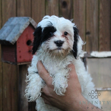 Medium Photo #1 Cavapoo Puppy For Sale in GAP, PA, USA