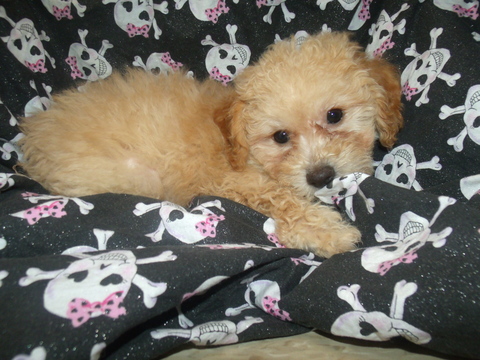 Medium Photo #2 Poochon Puppy For Sale in PATERSON, NJ, USA