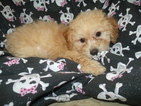Small Photo #2 Poochon Puppy For Sale in PATERSON, NJ, USA
