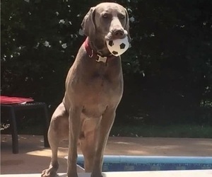 Father of the Weimaraner puppies born on 05/02/2020