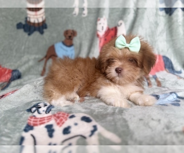 Medium Photo #7 Lhasa Apso Puppy For Sale in LAKELAND, FL, USA