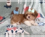 Small #6 Lhasa Apso