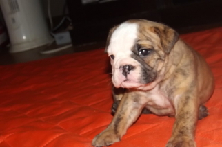 Bulldog Puppy for sale in SCOTTSBURG, IN, USA