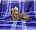 Small #3 Cavapoo (Miniature)