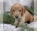 Small Photo #3 Goldendoodle Puppy For Sale in THORP, WI, USA