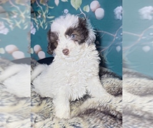 Newfoundland-Poodle (Toy) Mix Puppy for sale in KALAMAZOO, MI, USA