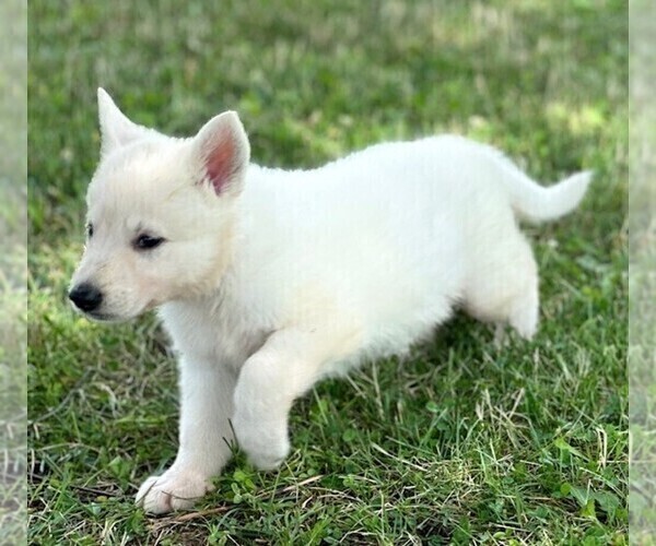 Medium Photo #5 German Shepherd Dog Puppy For Sale in CARDINGTON, OH, USA