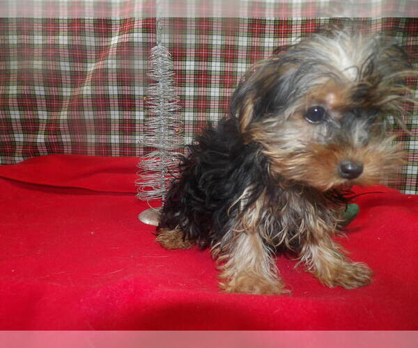 Medium Photo #2 Yorkshire Terrier Puppy For Sale in PATERSON, NJ, USA