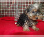 Small #1 Yorkshire Terrier