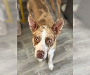 Catahoula Leopard Dog-Labrador Retriever Mix Dogs for adoption in Houston, TX, USA