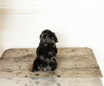 Small #4 Dachshund