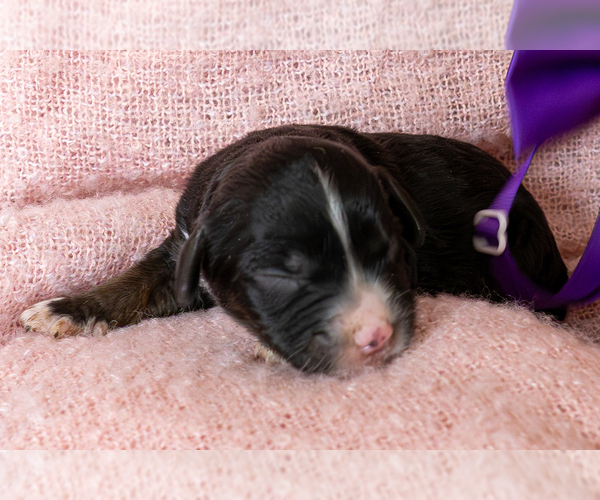 Medium Photo #2 Bernedoodle (Miniature) Puppy For Sale in ROY, UT, USA