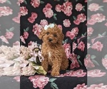 Small Photo #2 Goldendoodle (Miniature) Puppy For Sale in STEVENS, PA, USA