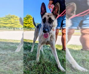 German Shepherd Dog Dogs for adoption in Mt. Laurel, NJ, USA