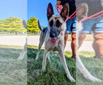 Small #1 German Shepherd Dog