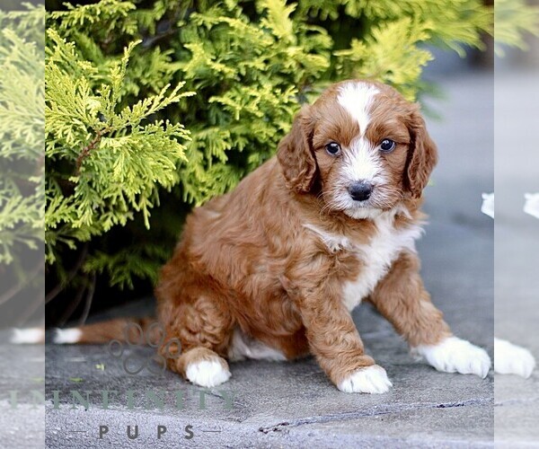 Medium Photo #5 Goldendoodle (Miniature) Puppy For Sale in LANCASTER, PA, USA