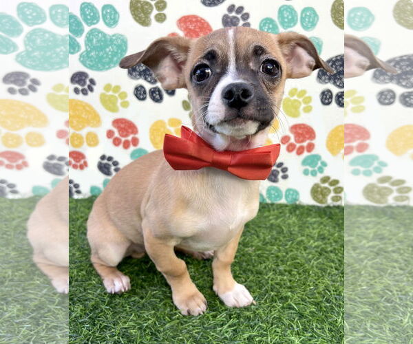 Medium Photo #1 Chug Puppy For Sale in Corona, CA, USA